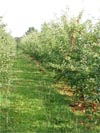 Apples