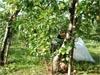 Apples2